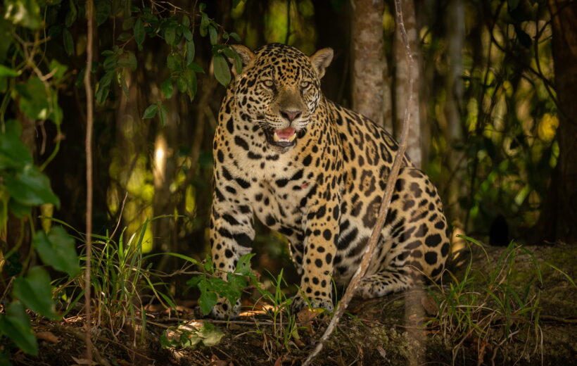 Sri Lanka Explorer – 5 Nights & 6 Days