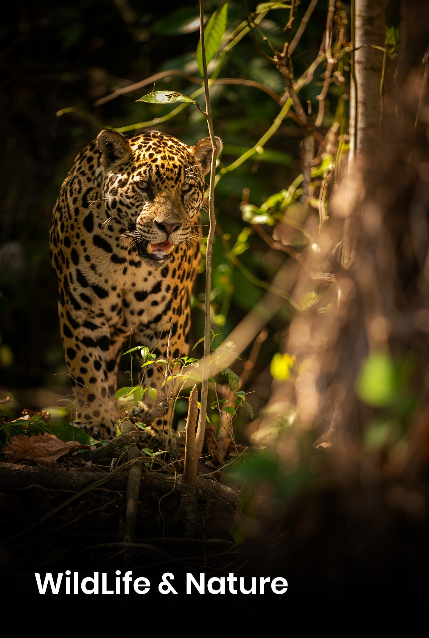 WildLife & Nature-min