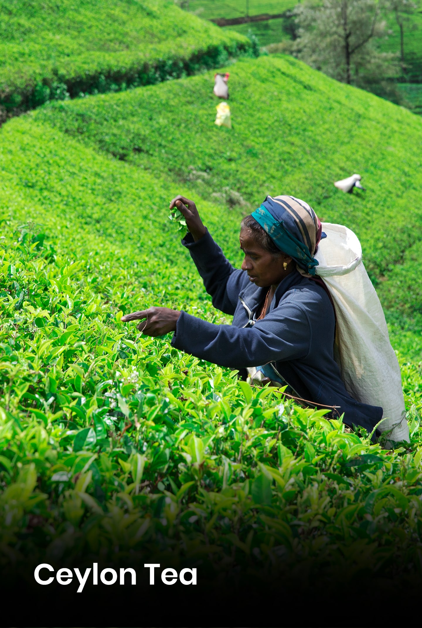 ceylon-tea-min